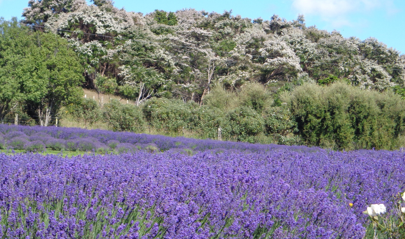 Lavender in full bloom, the manuka looks like snow at Christmas