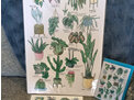 17 Indoor Plants