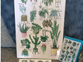 "17 Indoor Plants" prints