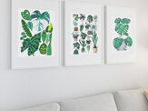 "17 Indoor Plants" prints