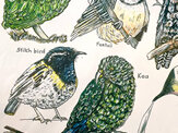 18 Native NZ Birds