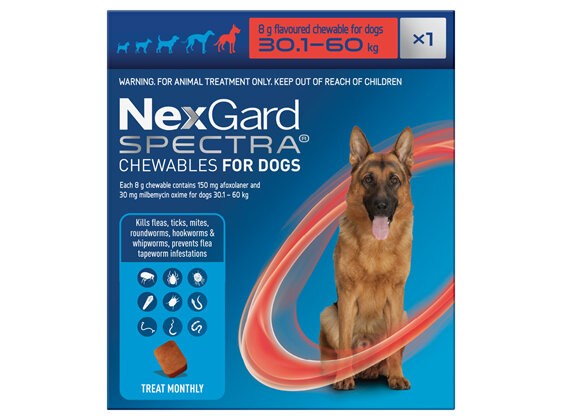 1pk NEXGARD SPECTRA chew for dogs 30.1-60 kg