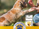 1pk Simparica Chew for Dogs 1.3 to 2.5kg treats fleas, ticks & mites