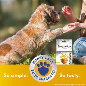 1pk Simparica Chew for Dogs 1.3 to 2.5kg treats fleas, ticks & mites