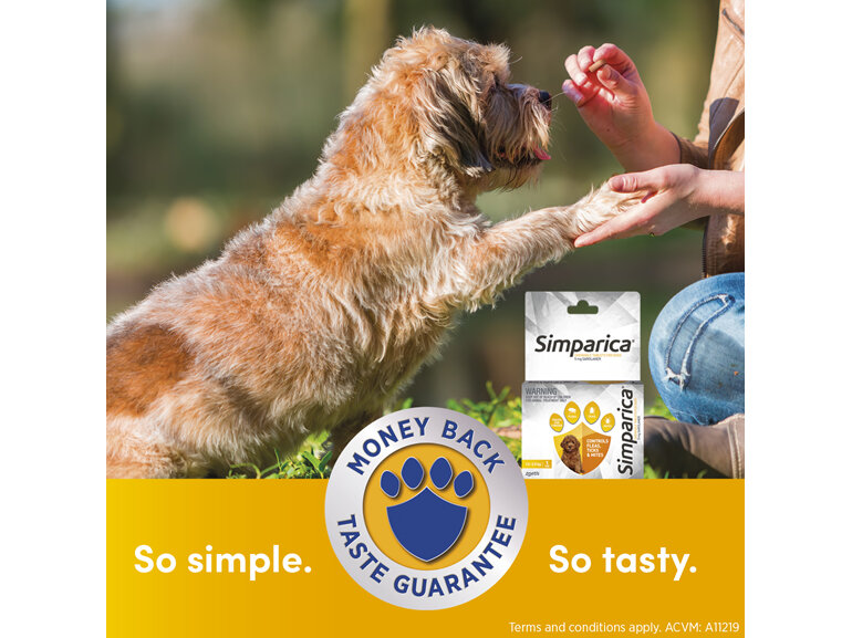 1pk Simparica Chew for Dogs 1.3 to 2.5kg treats fleas, ticks & mites