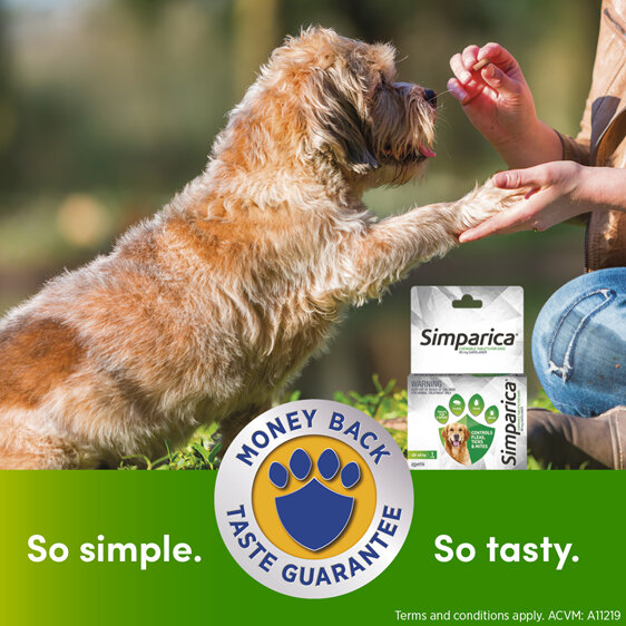 1pk Simparica Chew for Dogs 20 to 40kg treats fleas, ticks & mites