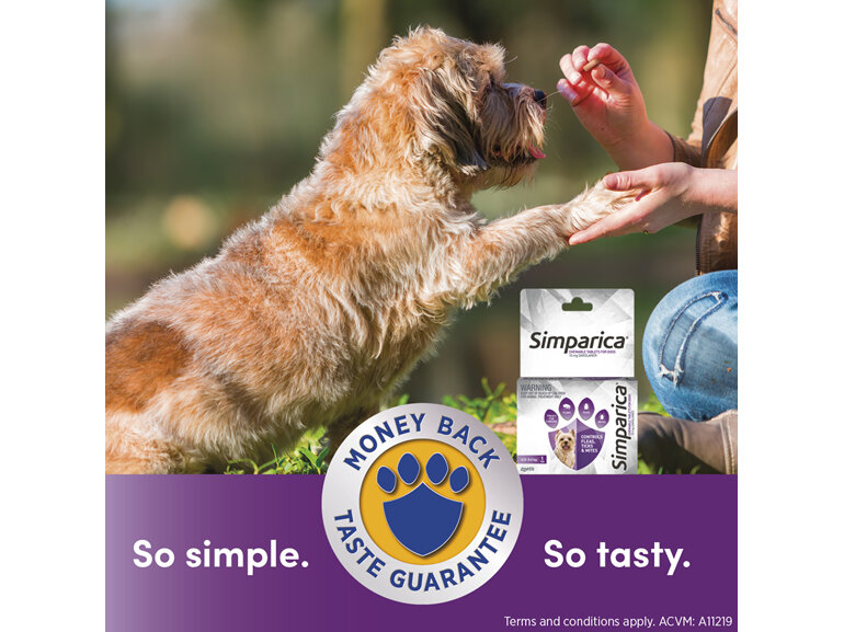 1pk Simparica Chew for Dogs 2.5 to 5.0kg treats fleas. ticks & mites