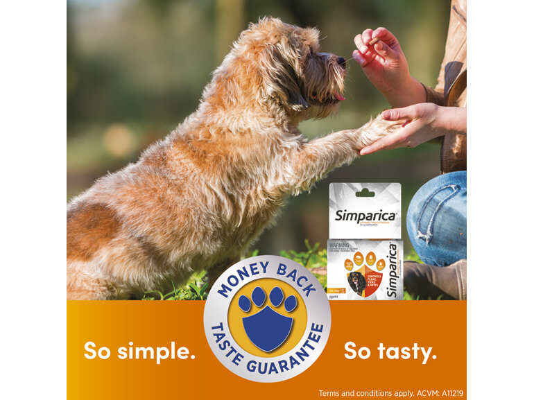 1pk Simparica Chew for Dogs 5.0 to 10kg treats fleas, ticks & mites