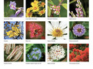 2024 Mini Wall Calendar New Zealand Flowers