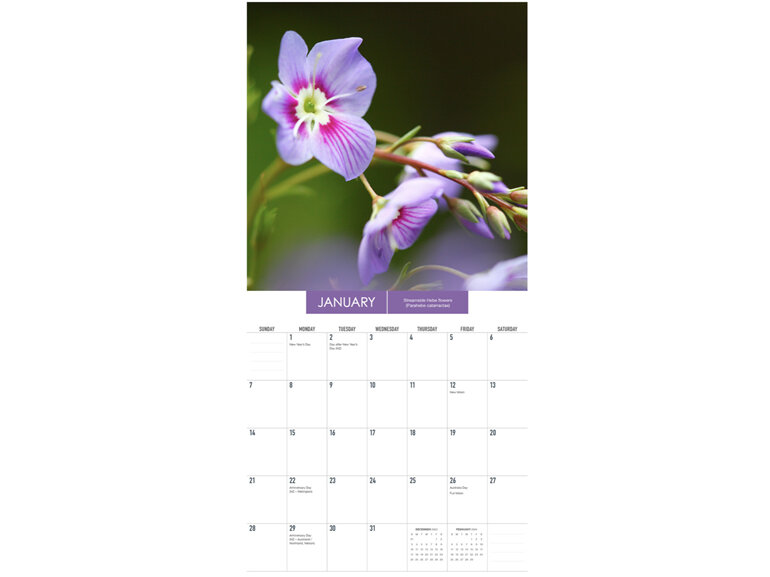 2024 Mini Wall Calendar New Zealand Flowers Photography by Rob Suisted