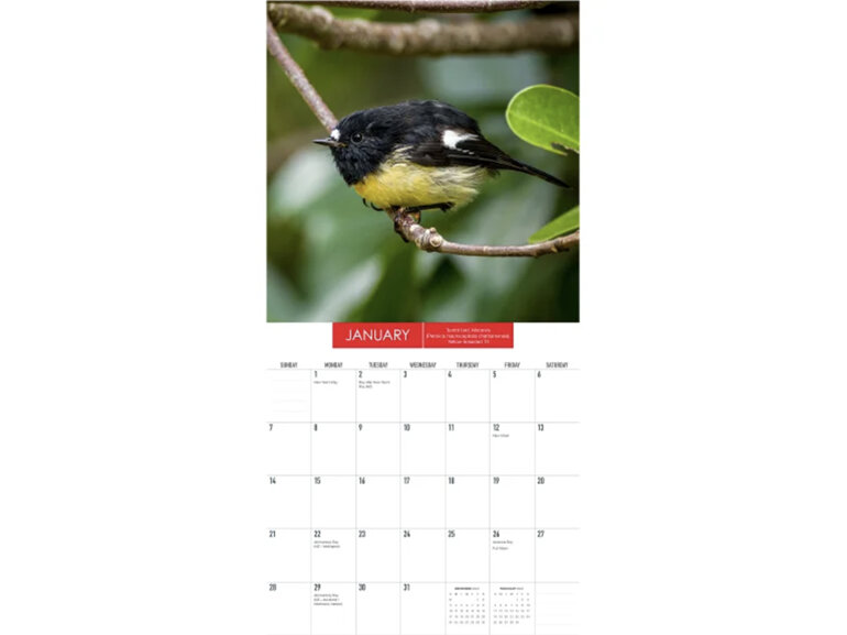 2024 New Zealand Birds Calendar Mini Wall Photography by Rob Suisted