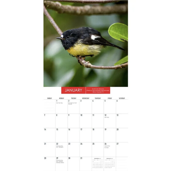 2024 New Zealand Birds Calendar Mini Wall Photography by Rob Suisted