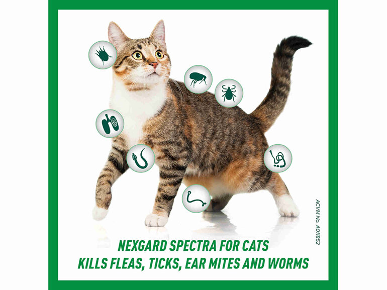 3pk NEXGARD SPECTRA Spot-on Solution for Cats 2.5 - 7.4 kg