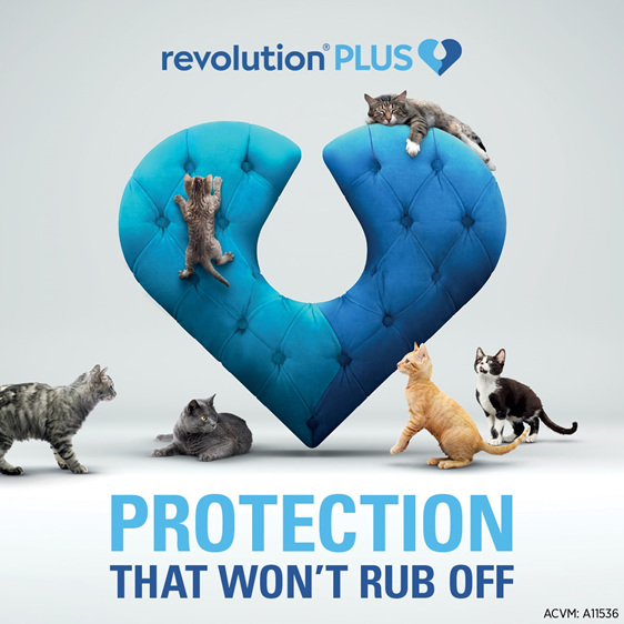 *3pk Revolution Plus for Cats 2.5 to 5.0kg treats fleas, worms & mites*