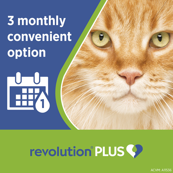 *3pk Revolution Plus for Cats 5.0 to 10kg treats fleas, worms & mites*