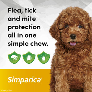 3pk Simparica chew for Dogs 1.3 to 2.5kg treats fleas, ticks & mites