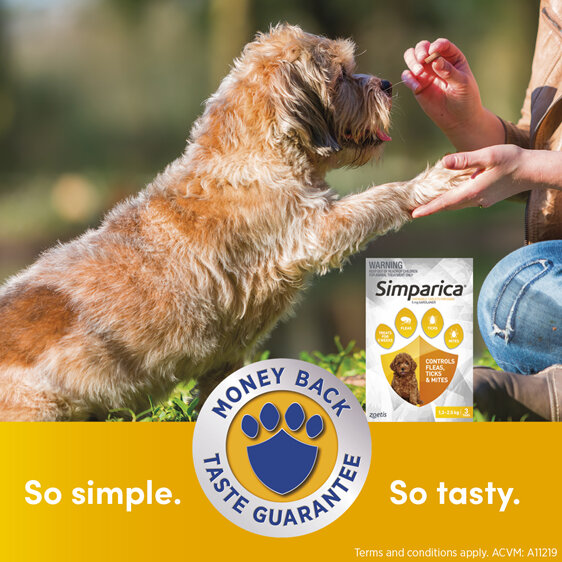 3pk Simparica chew for Dogs 1.3 to 2.5kg treats fleas, ticks & mites