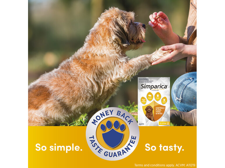 3pk Simparica chew for Dogs 1.3 to 2.5kg treats fleas, ticks & mites