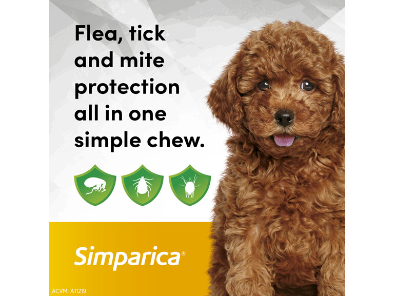 3pk Simparica chew for Dogs 1.3 to 2.5kg treats fleas, ticks & mites