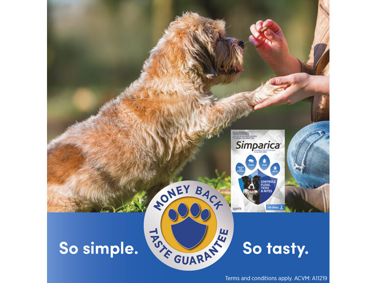 3pk Simparica chew for Dogs 10 to 20kg fleas, ticks & mites