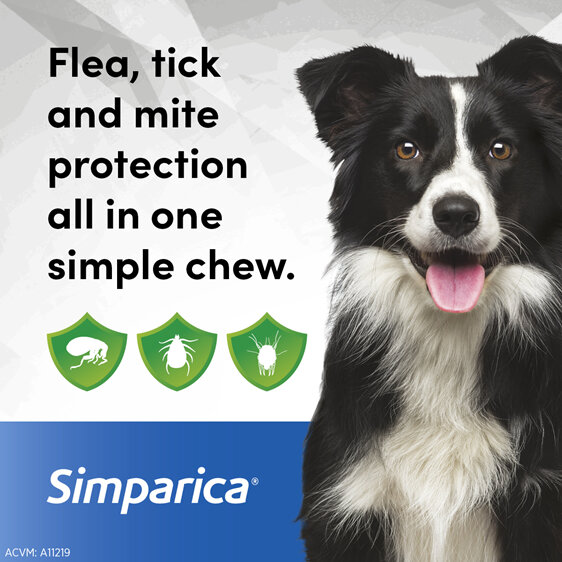 3pk Simparica chew for Dogs 10 to 20kg fleas, ticks & mites