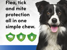 3pk Simparica chew for Dogs 10 to 20kg fleas, ticks & mites