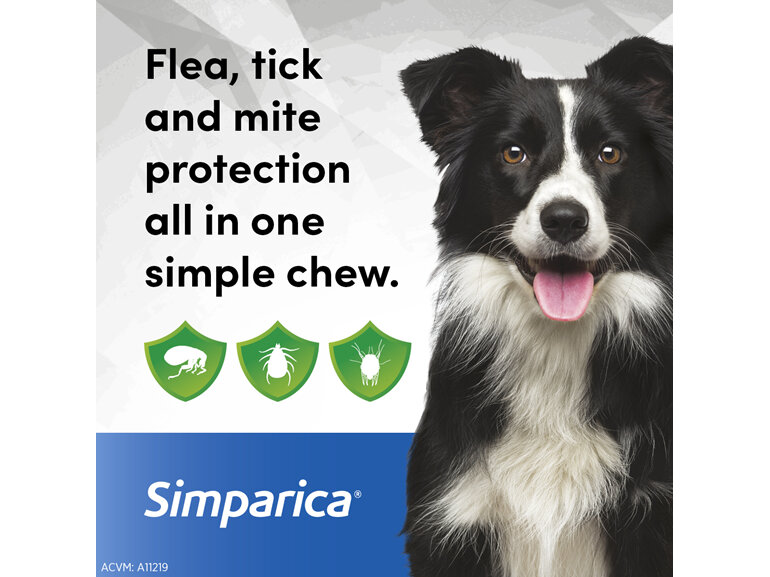 3pk Simparica chew for Dogs 10 to 20kg fleas, ticks & mites