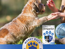 3pk Simparica chew for Dogs 10 to 20kg fleas, ticks & mites