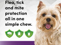 3pk Simparica chew for Dogs 2.5 to 5.0kg treats fleas, ticks & mites