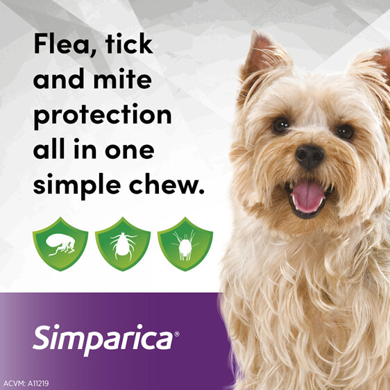 3pk Simparica chew for Dogs 2.5 to 5.0kg treats fleas, ticks & mites