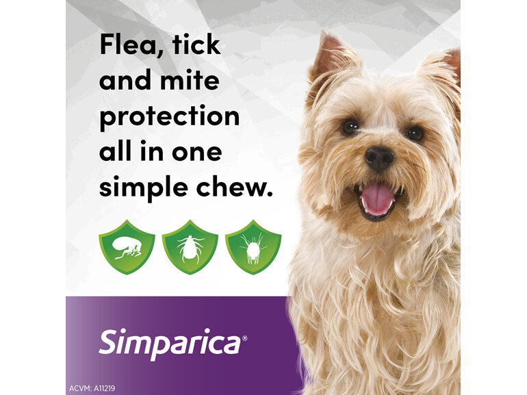 3pk Simparica chew for Dogs 2.5 to 5.0kg treats fleas, ticks & mites