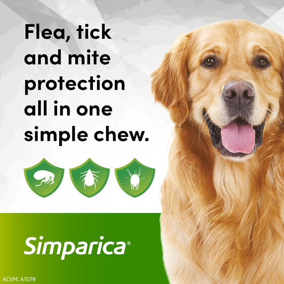 3pk Simparica chew for Dogs 20 to 40kg treats fleas, ticks & mites