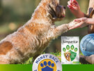 3pk Simparica chew for Dogs 20 to 40kg treats fleas, ticks & mites