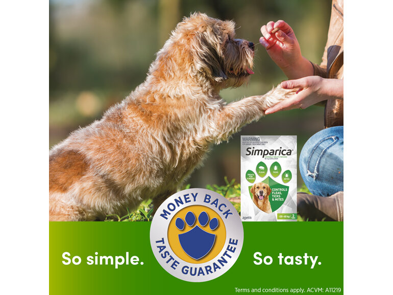 3pk Simparica chew for Dogs 20 to 40kg treats fleas, ticks & mites