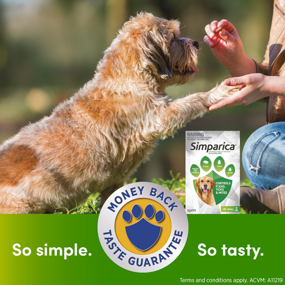 *3pk Simparica chew for Dogs 20 to 40kg treats fleas, ticks & mites*