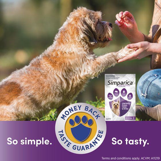 *3pk Simparica chew for Dogs 2.5 to 5.0kg treats fleas, ticks & mites*