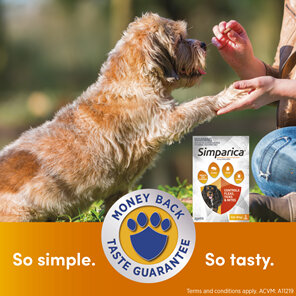 3pk Simparica chew for Dogs 5.0 to 10kg treats fleas, ticks and mites