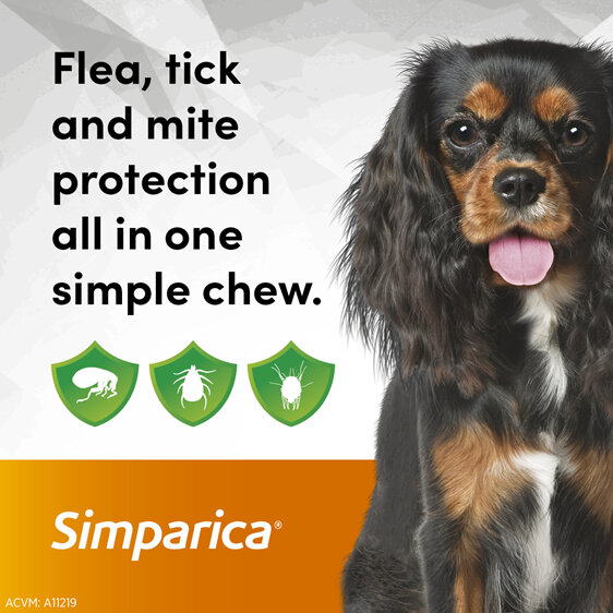 3pk Simparica chew for Dogs 5.0 to 10kg treats fleas, ticks and mites