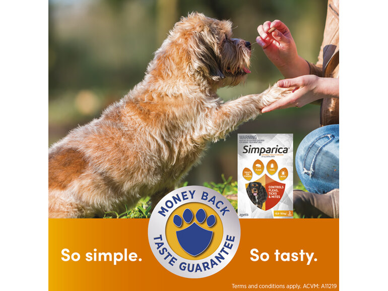 3pk Simparica chew for Dogs 5.0 to 10kg treats fleas, ticks and mites