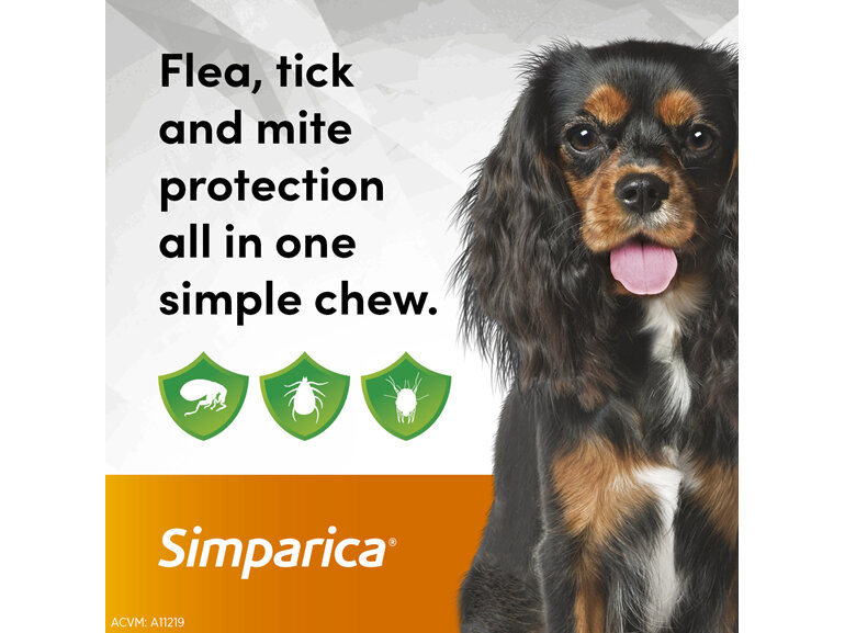 3pk Simparica chew for Dogs 5.0 to 10kg treats fleas, ticks and mites