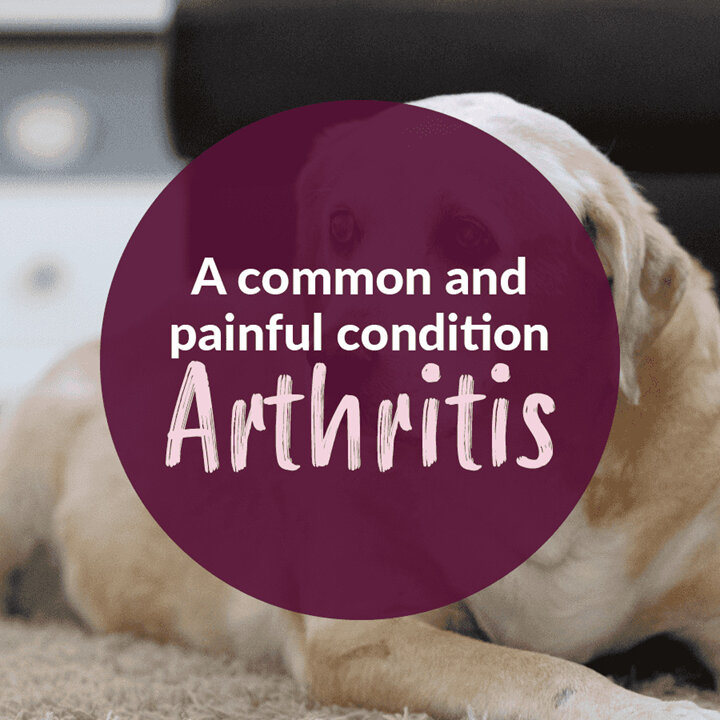 A common and painful condition - Arthritis