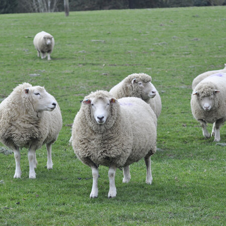 A Guide to Pregnancy toxaemia in ewes