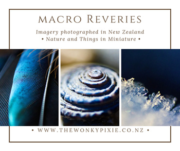 A4 Art Print, Macro Photography, Marco Photos, NZ, The Wonky Pixie NZ