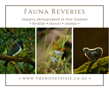 A4 Art Prints, Birds, Animals,  NZ Nature, Photography, The Wonky Pixie, NZ