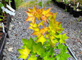 Acer cappadocium Aureum