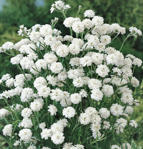 Achillea ptmarica 'The Pearl'