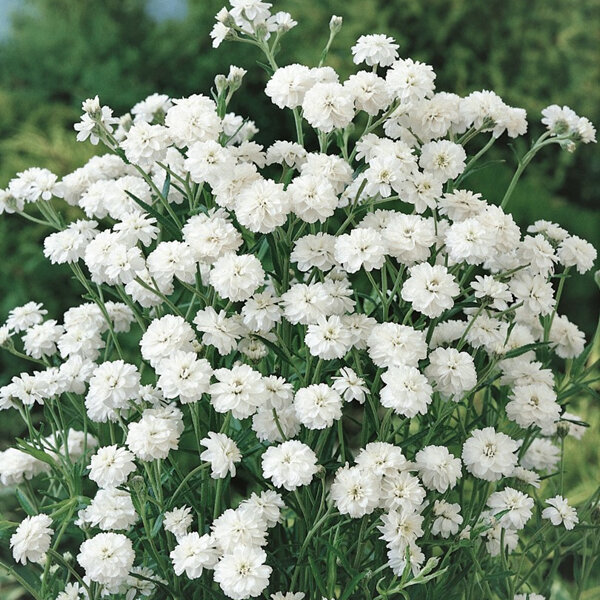 Achillea ptmarica 'The Pearl'