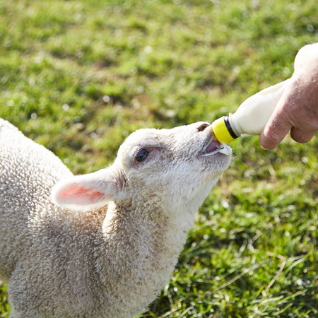 Addressing Dietary Scours in Lambs and Kids