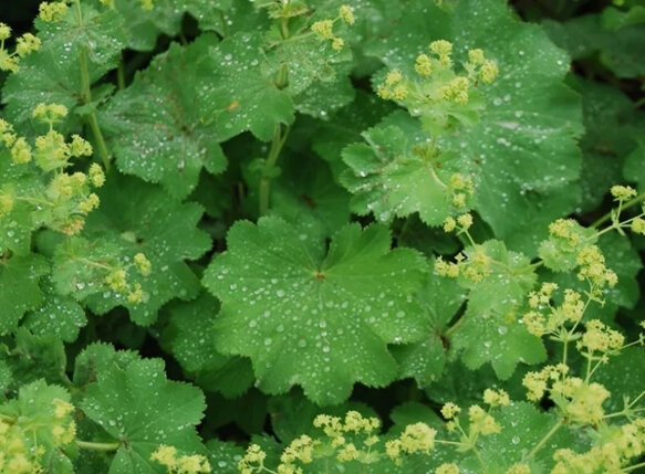 Alchemilla mollis 'Thriller'