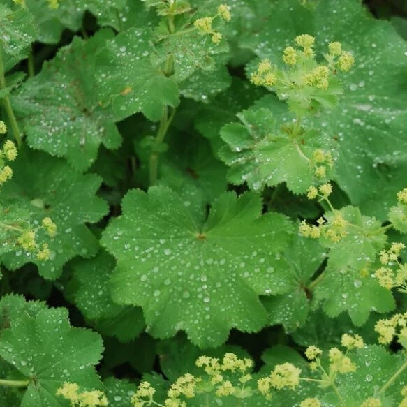 Alchemilla mollis 'Thriller'